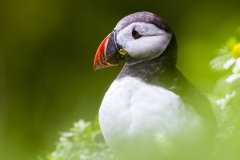 Irland 2010, St Michael