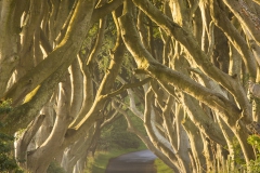 Irland 2010, Dark Hedges